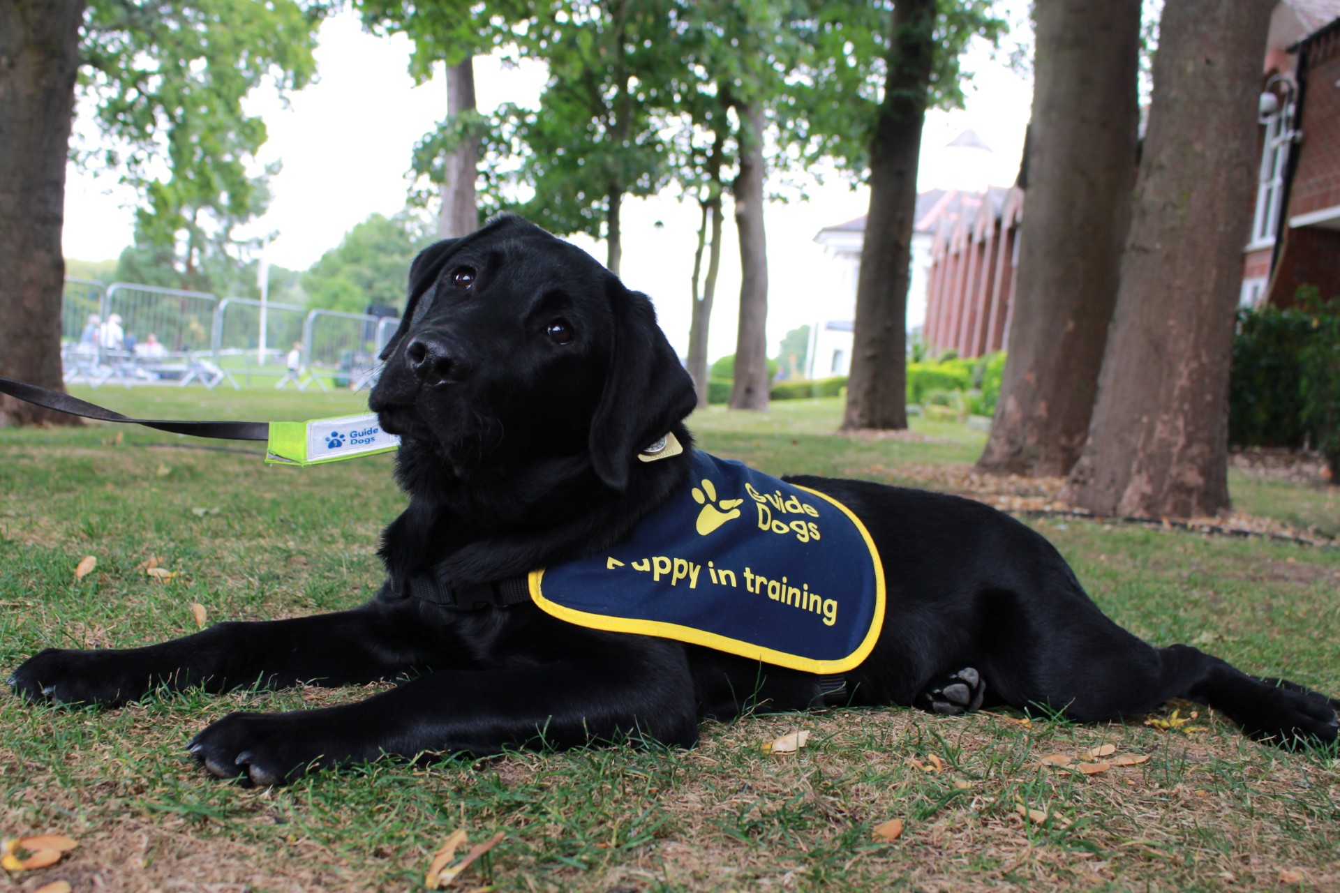 Guide Dogs UK puppy in training