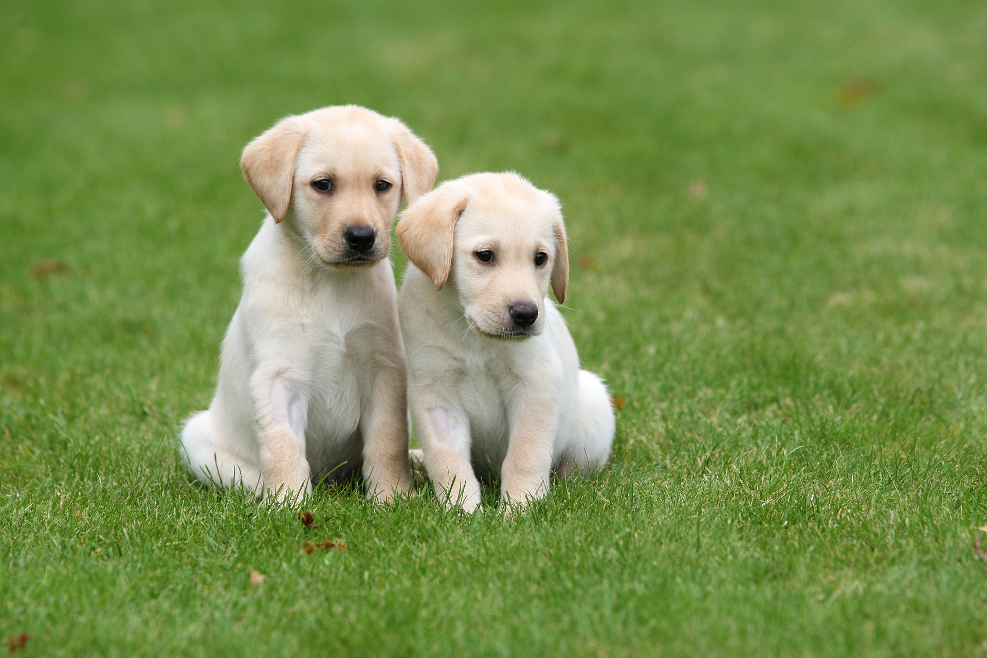 Guide Dogs UK puppies