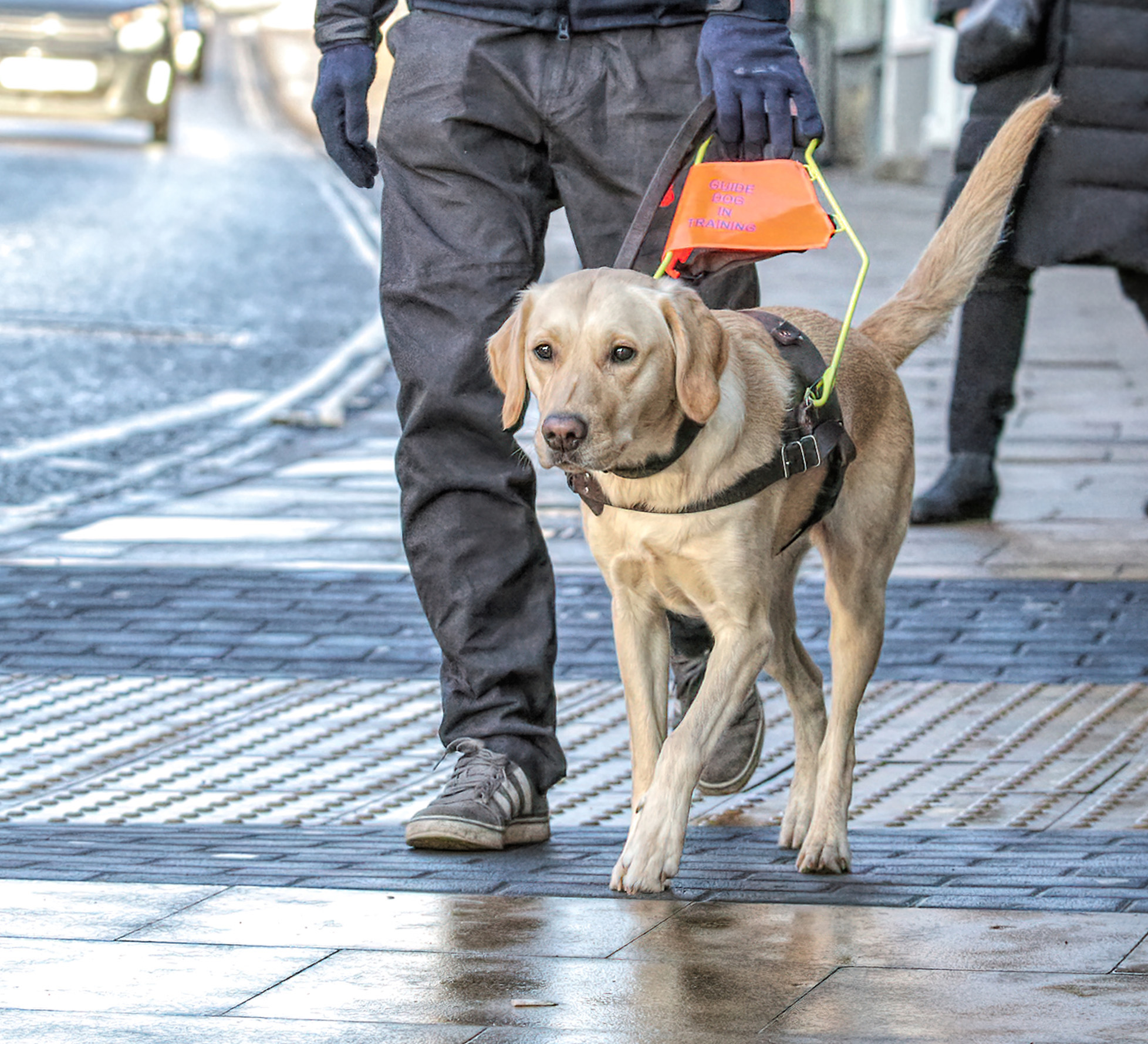 Guide Dogs trainee